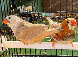 Zebra Finches