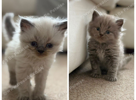 Last two British shorthairs available