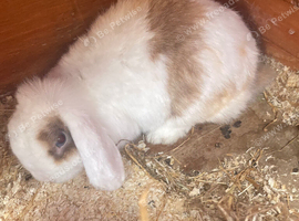 Purebred mini lop