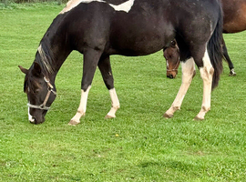 6 yr old homozygous reg American Paint mare