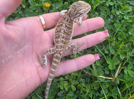 2 bearded dragon babies