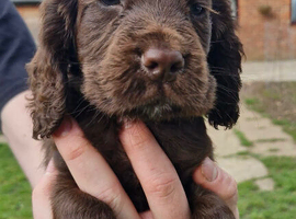Stunning Cocker spaniel puppies, 2 boys left to reserve