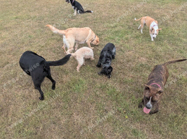 Murphy's mutts based Coventry