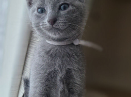 Russian blue