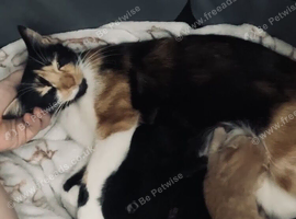 GORGEOUS CALICO X GINGER KITTENS LOOKING FOR THEIR FOREVER HOMES! ️