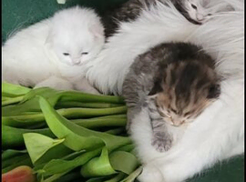 British Longhair and Shorthair. Pure white & tabby 3 males 3 females