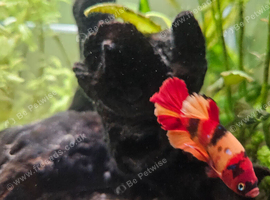 Betta fish