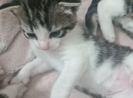 Kitten for sale