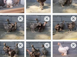 Young bantam chickens