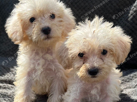 BEAUTIFUL F1B COCKAPOO PUPPIES