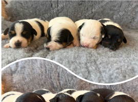 Beautiful Jack Russell Pups
