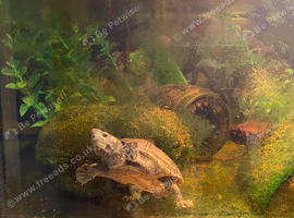 Musk Turtle