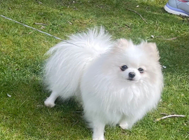 Stunning girl Pomeranian