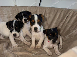 Beautiful jack Russell pups