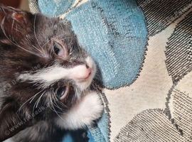 9 week old kittens