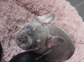 8 week old 2 girls 1 boy