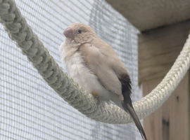 Selling or looking for a silverbill.