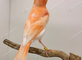 Red canary hen