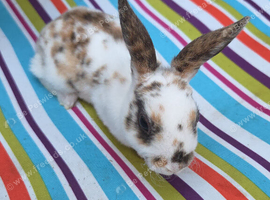 Baby mini rex looking for homes
