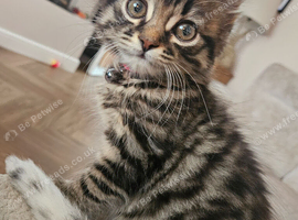 Girl kitten is still looking for her forever home