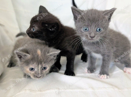 Pretty kittens > British Blue x Calico half Bengal from &pound;100..