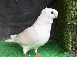 German owls breeder male