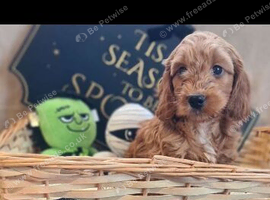 F1 Cockapoo