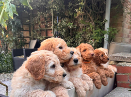 Australian labradoodles