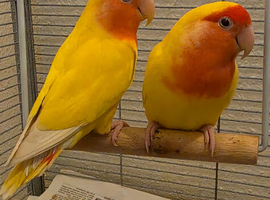 Peach faced lovebird pair