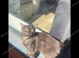 Unknown cat breed for sale 1-2 years old