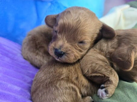 Male and Female Cavapoo Puppies Looking for Loving Forever Homes