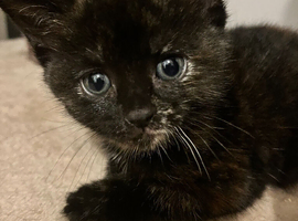Two adorable kittens