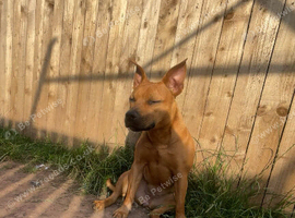 Staffie 10 months looking for a new home.