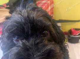Stud Cavapoo