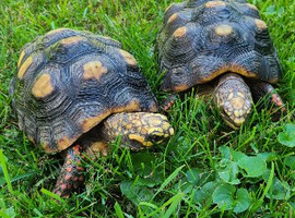 Looking for a pair of adult red foot tortoises