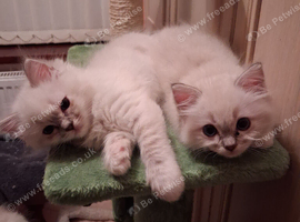 READY NOW GCCF registered Ragdoll kittens