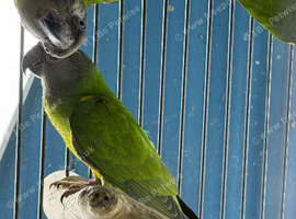 Babys Senegal parrots