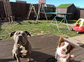 American bully x boarder collie pups