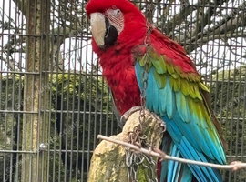 Wanted greening macaw cock