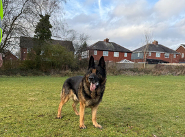 German shepherd
