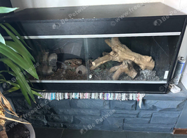 4ft black viv
