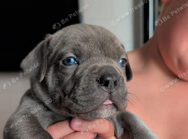 Lab cross alapha blue blood bulldog