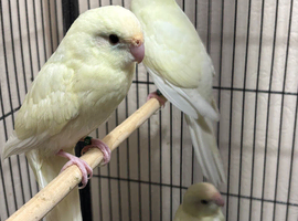 Kakariki parakeet