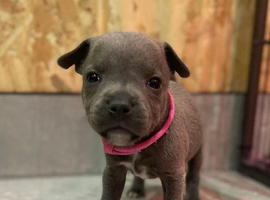 Blue staffordshire bull terrier puppies