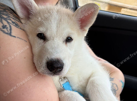 Beautiful Male Siberian Husky - 1 Beautiful Husky puppy ready to loving home.