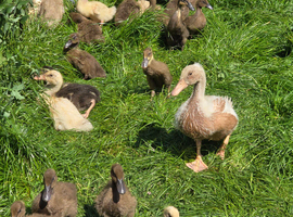 Pure Breed Ducklings: Sexed