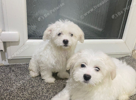 Maltese Puppies Available Now