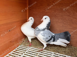 Fantail breeding pair