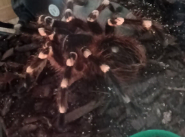 Mature Male A Geniculata