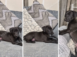 2 Beautiful Bedlington Whippet Puppies for Sale